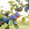 LITTLE FREDDIE - Organic Balanced Prunes & Apples - 100G