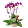 鮮花預定 - 格蘭花店 - 大花蝴蝶蘭5棵 [GF00140] 蘭花 枱花 開張 新春蘭花 年花 - PC