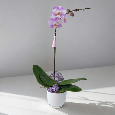 Flower Reservation - Japanese Style Moth / Phalaenopsis Orchids (1 Flower) [GF00144] - PC