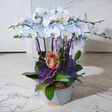 Flower Reservation - Macaron Large Moth / Phalaenopsis Orchids (6 Flowers) [GF00142] - PC