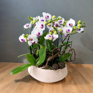 Flower Reservation - Grand Floral & Gift Shop - Samll Moth / Phalaenopsis Orchids (6 Flowers) [GF00141] - PC