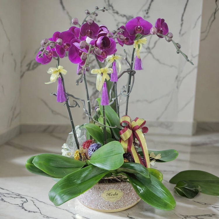 鮮花預定 - 格蘭花店 - 大花蝴蝶蘭5棵 [GF00140] 蘭花 枱花 開張 新春蘭花 年花 - PC